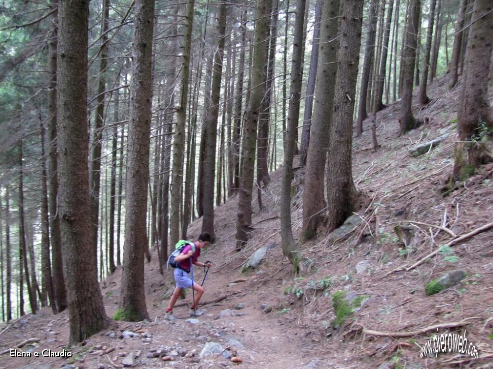 02 Bosco di abeti e larici.JPG